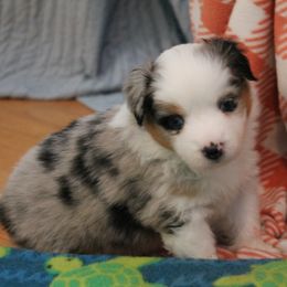 Girl 3 - Miniature American Shepherd puppy in Meadows Of Dan, Virginia from Nashira