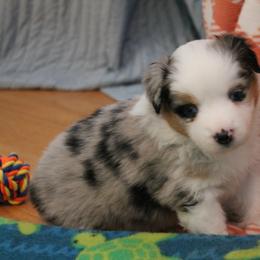 Girl 3 - Miniature American Shepherd puppy in Meadows Of Dan, Virginia from Nashira