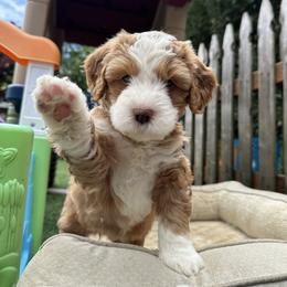 Bernedoodle, Poodle, and Saint Berdoodle Puppies from Myt fine doodles
