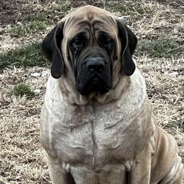 Sassi - Mastiff