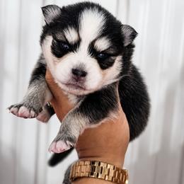 Pilot - Black and white male Pomsky puppy in Mc Callsburg, Iowa from SZ Rolling Acres LLC