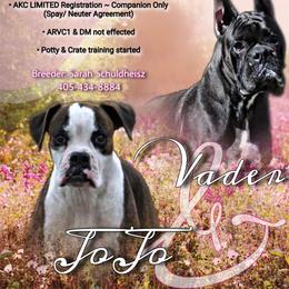 Boxer puppies from Lieben Boxers