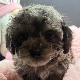 Miffy - Grey female Maltipoo puppy in Colonial Beach, Virginia from BeachRidge Pups