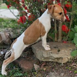 Boo - White and fawn male Whippet puppy in Oneida, Tennessee from Saving Grace