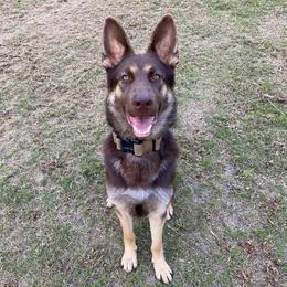 German Shepherds from SaxePackGSDs