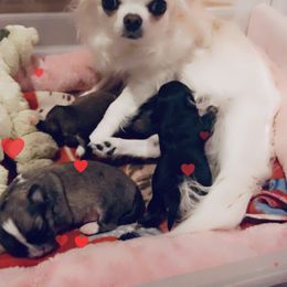Bliss - Chihuahua