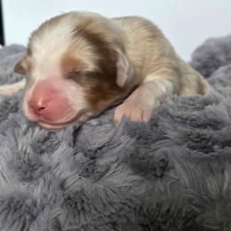 Oriana - Red merle female Australian Shepherd puppy in Jameson, Missouri from Sky Creek