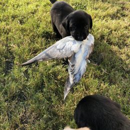 Australian Shepherd and Labrador Retriever Puppies from Wheatland Dog Center