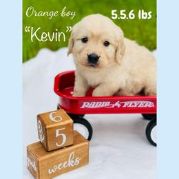 Golden Retriever Puppies from All shades Golden