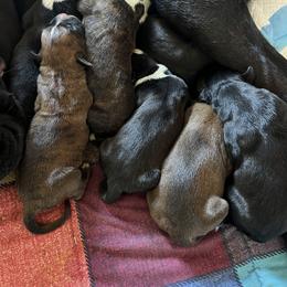 Boxer Puppies from Holly's Boxers of Rochester