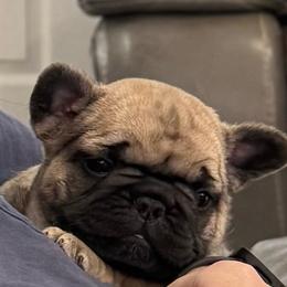 Flower - Fawn and white female French Bulldog puppy in Seneca, South Carolina from Keowee Kennels