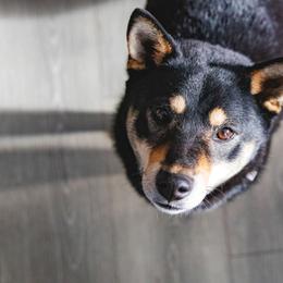 Mica - Shiba Inu