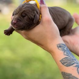 Yellow boy - Chocolate male Labrador Retriever puppy in Conway, Missouri from Ozark Mountain Kennel