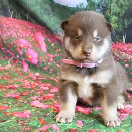 Alaskan Malamute Puppies from New River Valley Malamutes