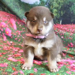 Alaskan Malamute Puppies from New River Valley Malamutes