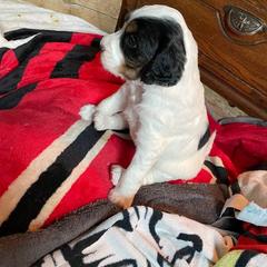 English Setter Puppies from English Setter Farms