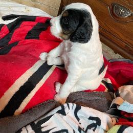 English Setter Puppies from English Setter Farms