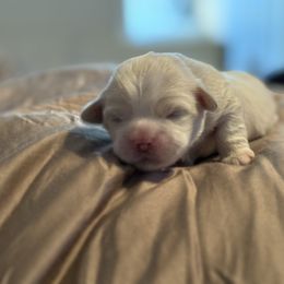 Orange Collar - Cream male Lhasa Apso puppy in Port Royal, Virginia from Hearth and Hound Family Farms
