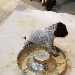 Wirehaired Pointing Griffon Puppies from Leaping Dog Griffons