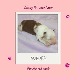 Miniature Australian Shepherd and Toy Australian Shepherd Puppies from Ashley's Aussies, LLC