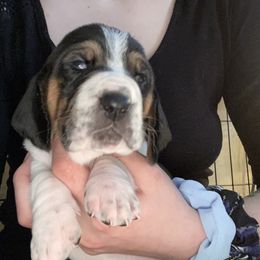 Purple Girl 1 European - Basset Hound puppy in Waukegan, Illinois from Rolling and Howling Basset Hounds and Dachshunds