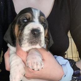 Purple Girl 1 European - Basset Hound puppy in Waukegan, Illinois from Rolling and Howling Basset Hounds and Dachshunds