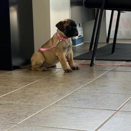 ENVY - Red fawn female Bullmastiff puppy in South Attleboro, Massachusetts from Bessettes Bullies