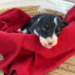 Calamity - Tri-color female Border Collie puppy in Midland, Texas from High Velocity Stockdogs