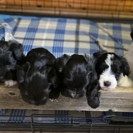 Miniature Schnauzer Puppies from Bar Diamond