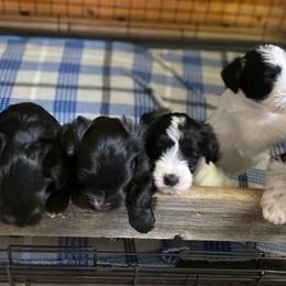 Miniature Schnauzer Puppies from Bar Diamond