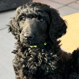 KERMIT - Black male Poodle puppy in Thornton, Colorado from Shandy Poodle