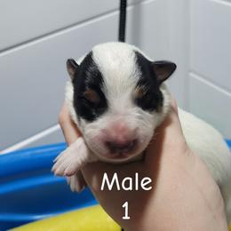 Ares - Blue male Australian Cattle Dog puppy in Colbert, Oklahoma from LoveAHeeler