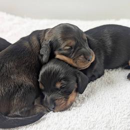 Valor - Red male Dachshund puppy in Danbury, New Hampshire from Maplewood Mountain Farm