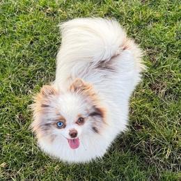 Sage - Pomeranian