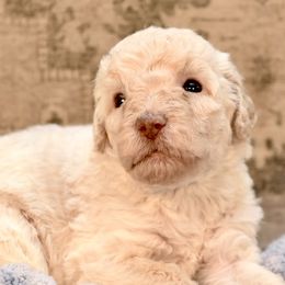 Bo Peep - Cream female Goldendoodle puppy in Dayton, Ohio from Perks Court Doodles
