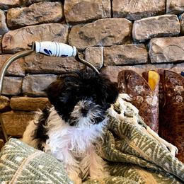 Bandit - Black & white female Maltipoo puppy in Mena, Arkansas from Belle Ball Puppies