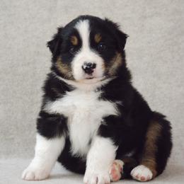Birch - Black tri-color male Australian Shepherd puppy in Aberdeen, North Carolina from Huckleberry Hill Aussies LLC.