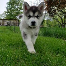 Alaskan Malamute Puppies from Delphi Alaskan Malamutes