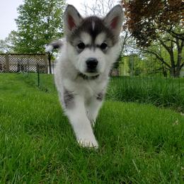 Alaskan Malamute Puppies from Delphi Alaskan Malamutes