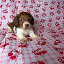 Becky - Piebald female Dachshund puppy in Lake City, Florida from My Ditzy Doxies of Florida