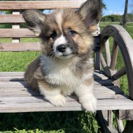 Pembroke Welsh Corgi Puppies from MG Corgis