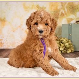 Blanche - Red  female Goldendoodle puppy in Connersville, Indiana from Deaz Doodle Ranch