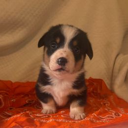 Boy 4 - Black and tan male Pembroke Welsh Corgi puppy in Pikeville, Tennessee from Rock Solid Ranch