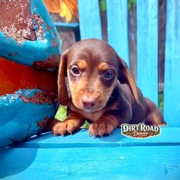 Veruca - Chocolate and tan female Dachshund puppy in O'donnell, Texas from Dirt Road Doxies