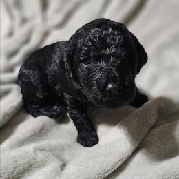 Niblet - Black female Goldendoodle puppy in Harris County, Texas from Cute & Curly Doodles