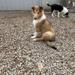 Collie Puppies from Goldsun Collies