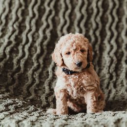 Poodle Puppies from Peterson Poodles