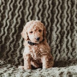 Poodle Puppies from Peterson Poodles