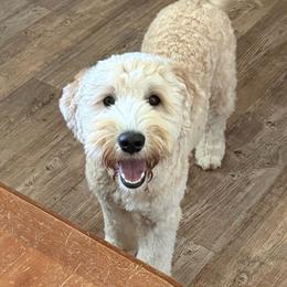 Toffee - SM0555 - Cream male Australian Labradoodle puppy in Easley, South Carolina from Royal Diamond Australian Labradoodles