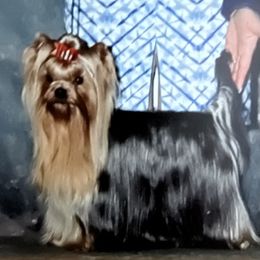 Bentley - Yorkshire Terrier